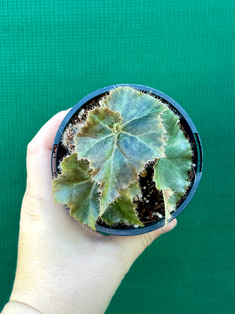 Begonia ‘Muddy Waters’ NEW