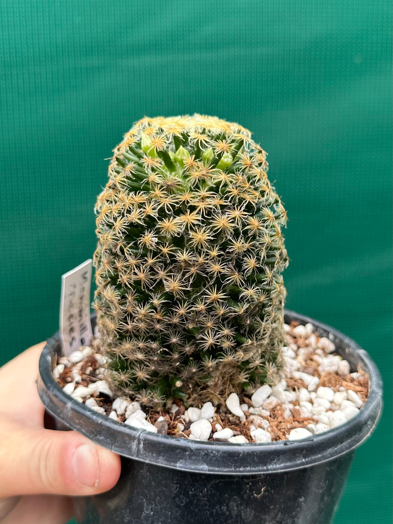 Mammillaria NEW