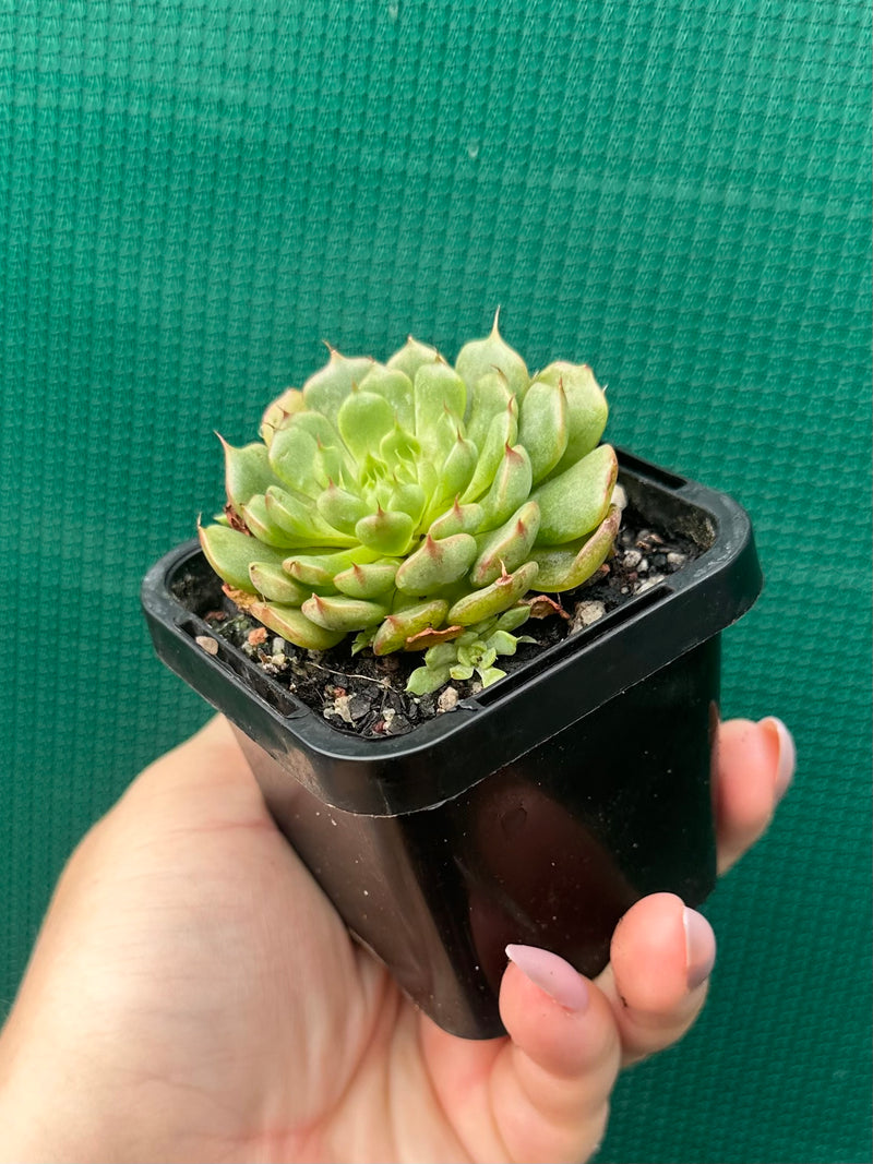 Echeveria ‘Minima White’