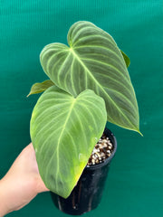 Philodendron ‘Splendid’ (Melanochrysum x Verrucosum) (NOT TC)