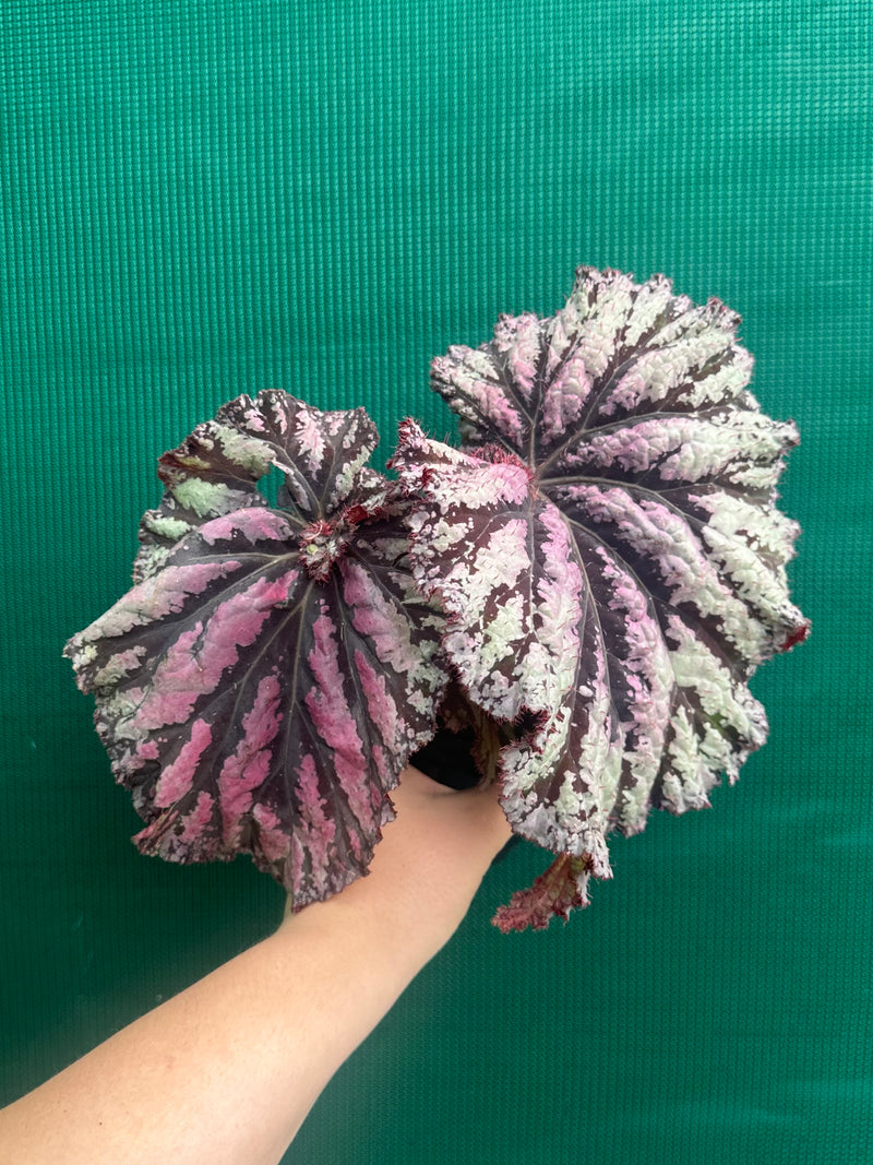 Begonia ‘Sun Seeker’ NEW