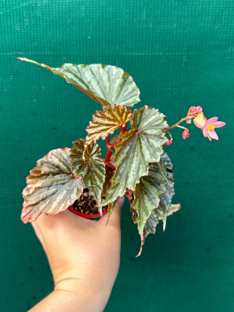 Begonia Irian Jaya NEW