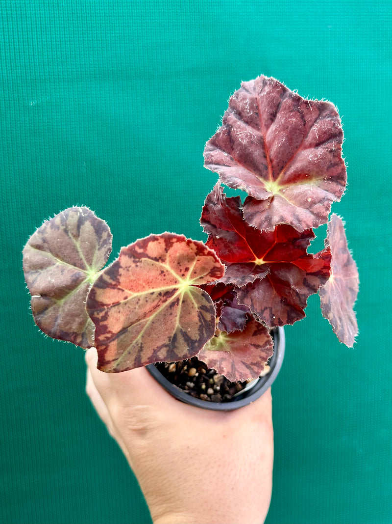 Begonia ‘Meteor’ NEW