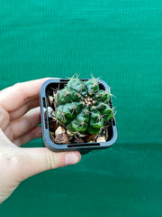 Gymnocalycium