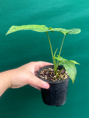 Syngonium 'Mojito'