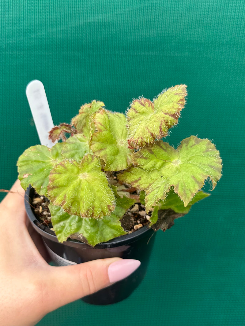 Begonia ‘Golden Topaz’ NEW