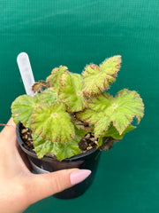 Begonia ‘Golden Topaz’ NEW