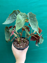 Begonia ubrici (species)