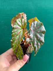 Begonia malachosticta NEW