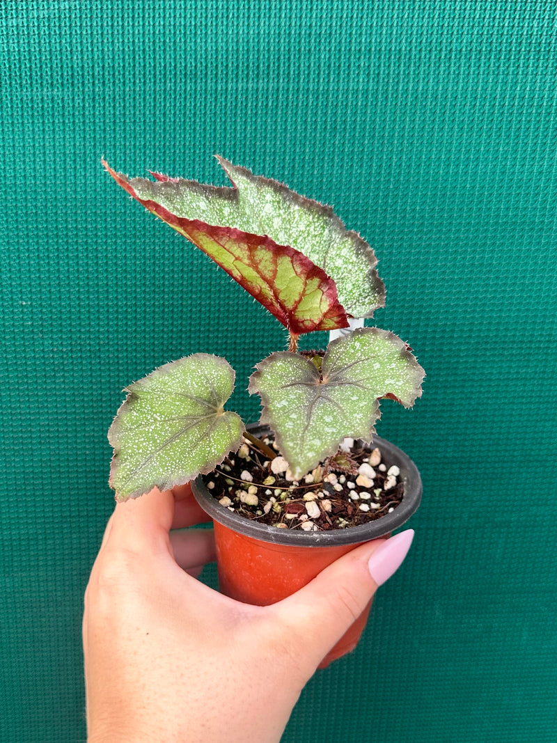 Begonia ‘Dark Whisper’