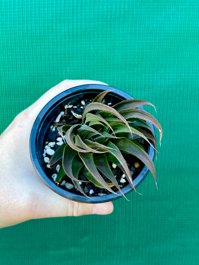 Haworthia Hybrid CV ‘Sandpaper’