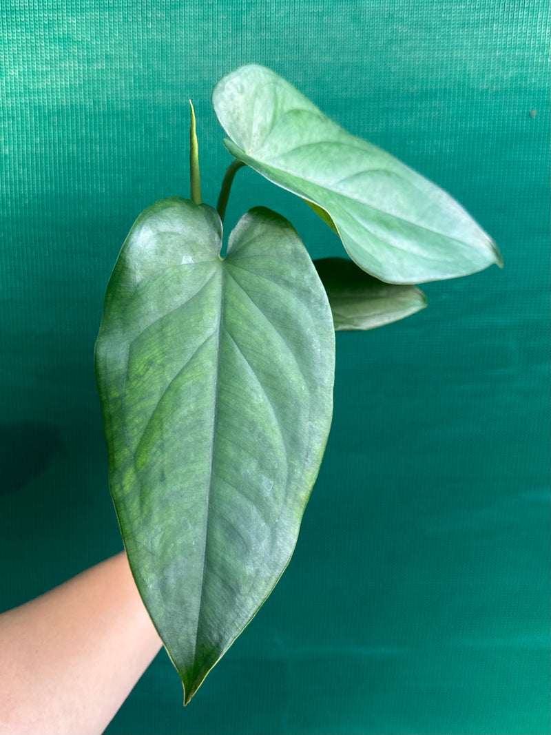 Syngonium 'Chiapense'