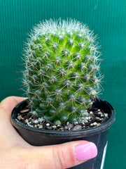 Mammillaria zeilmaniana