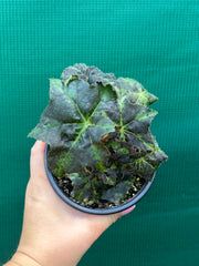 Begonia ‘RB 658’