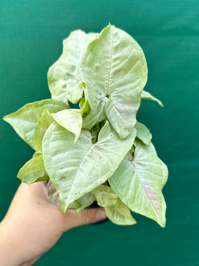 Syngonium ‘Confetti’