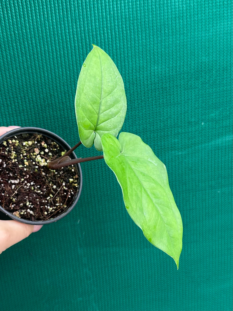 Syngonium 'Macrophyllum'