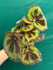 Begonia variegata