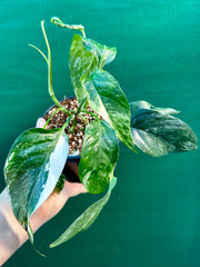 Epipremnum Pinnatum Albo-Variegata