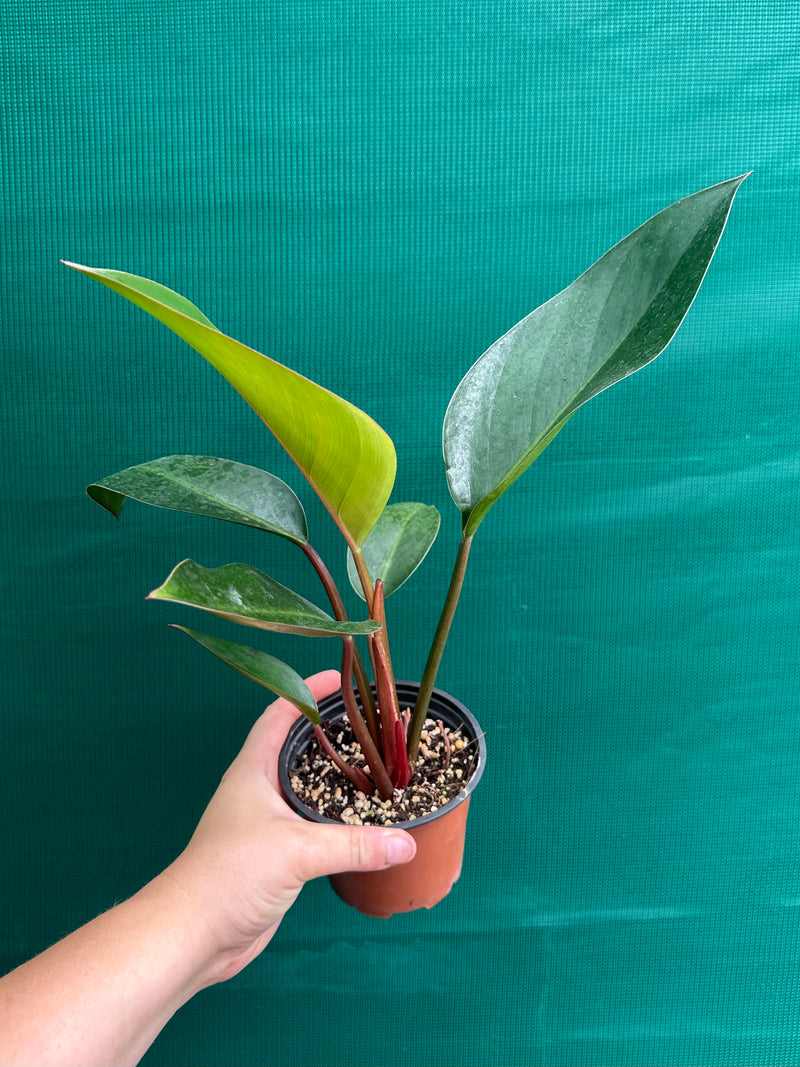 Philodendron ‘Rojo Congo’