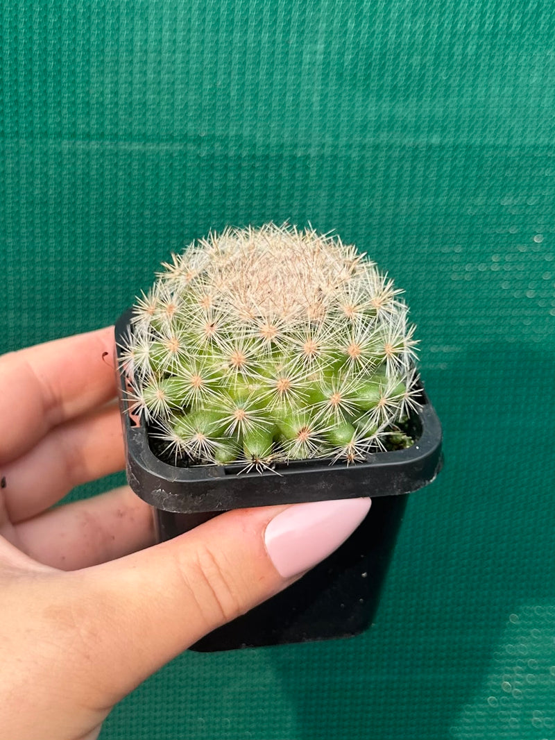 Mammillaria candida