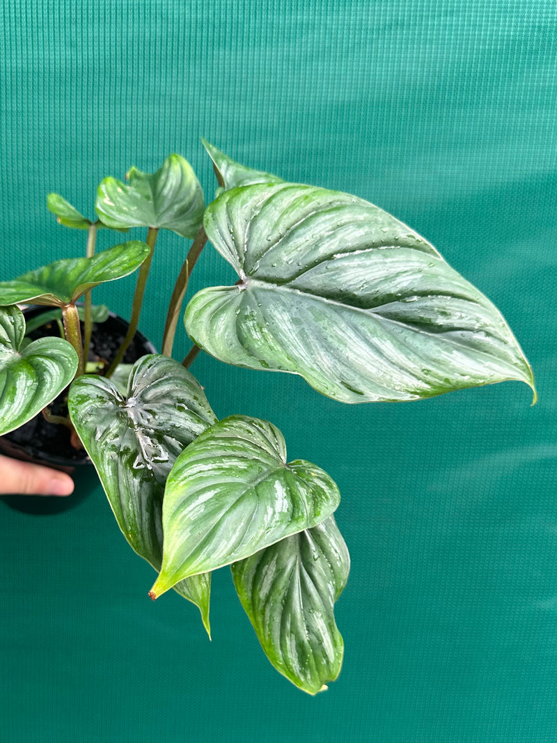 Philodendron Plowmanii ‘Narrow Form’