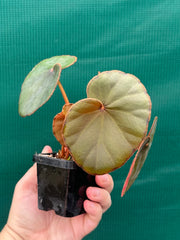 Begonia Lyman-Smithii NEW