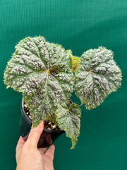 Begonia ‘Pink Lillee’