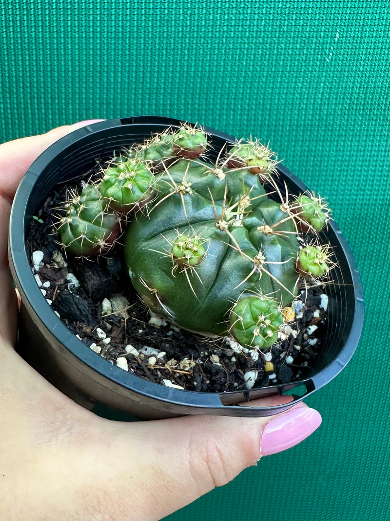 Glymnocalycium anistsii f. compacta