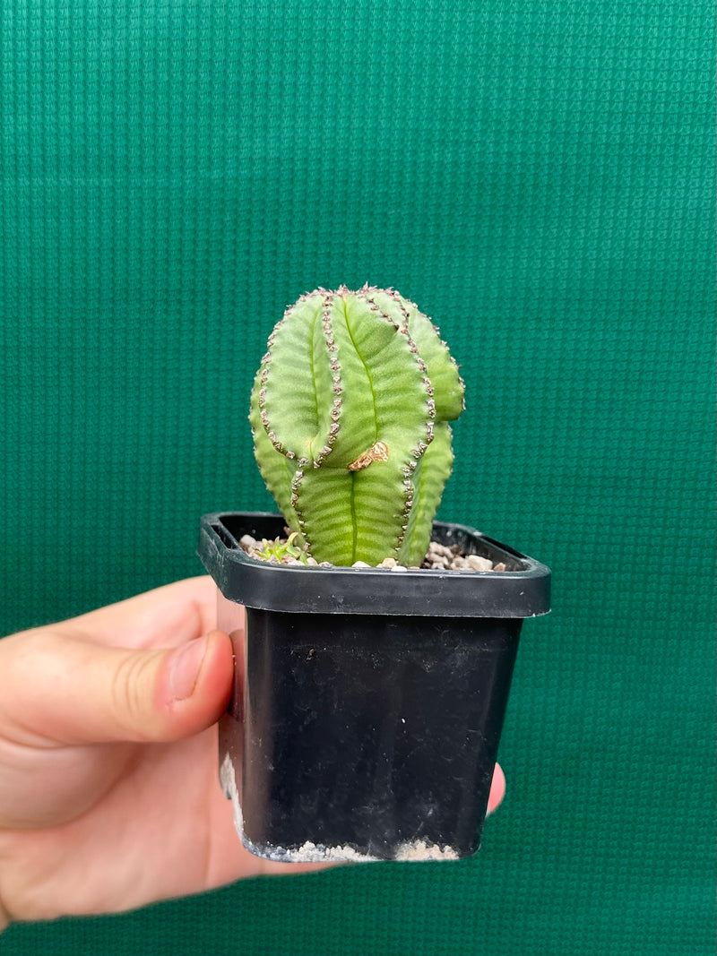 Euphorbia anoplia NEW