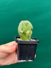 Euphorbia anoplia NEW