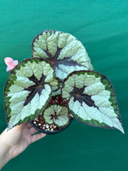 Begonia ‘Lively Ladd’