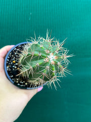 Melocactus Azureus