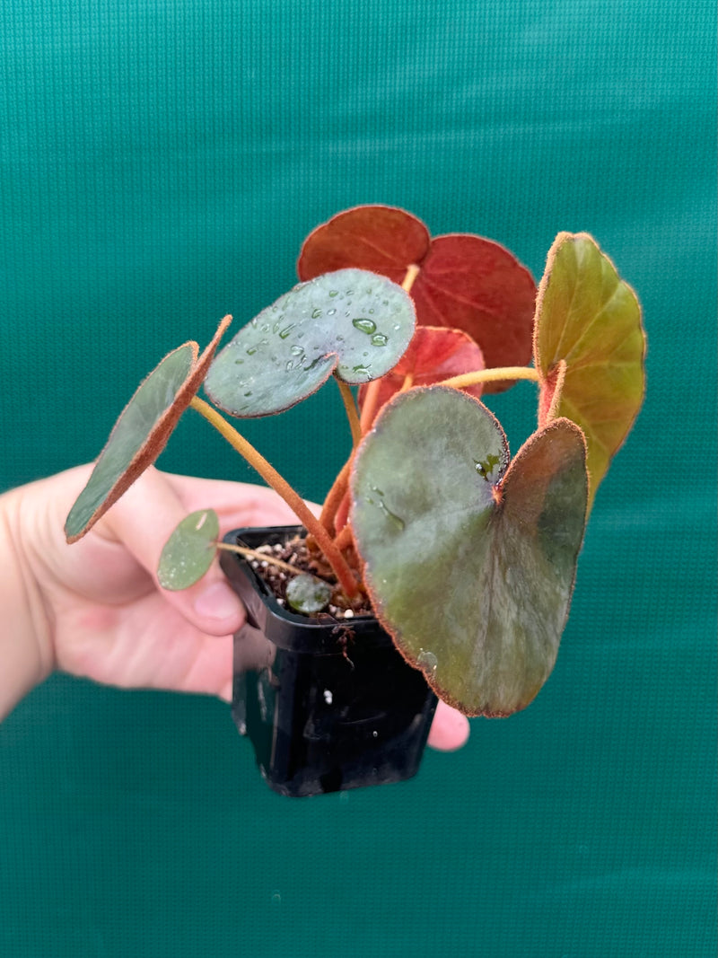 Begonia Lyman-Smithii NEW