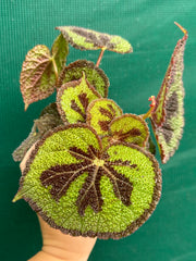 Begonia variegata