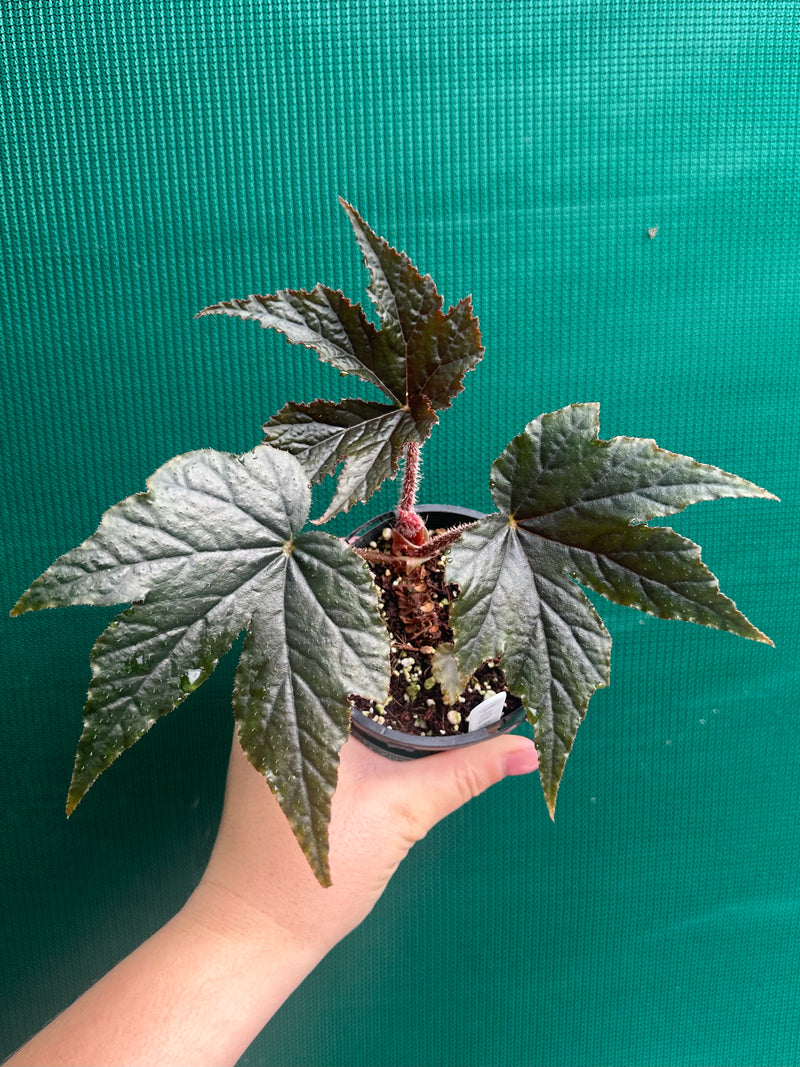 Begonia ‘Ritas Reward’