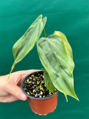 Philodendron ‘Tenue x Plowmanii’