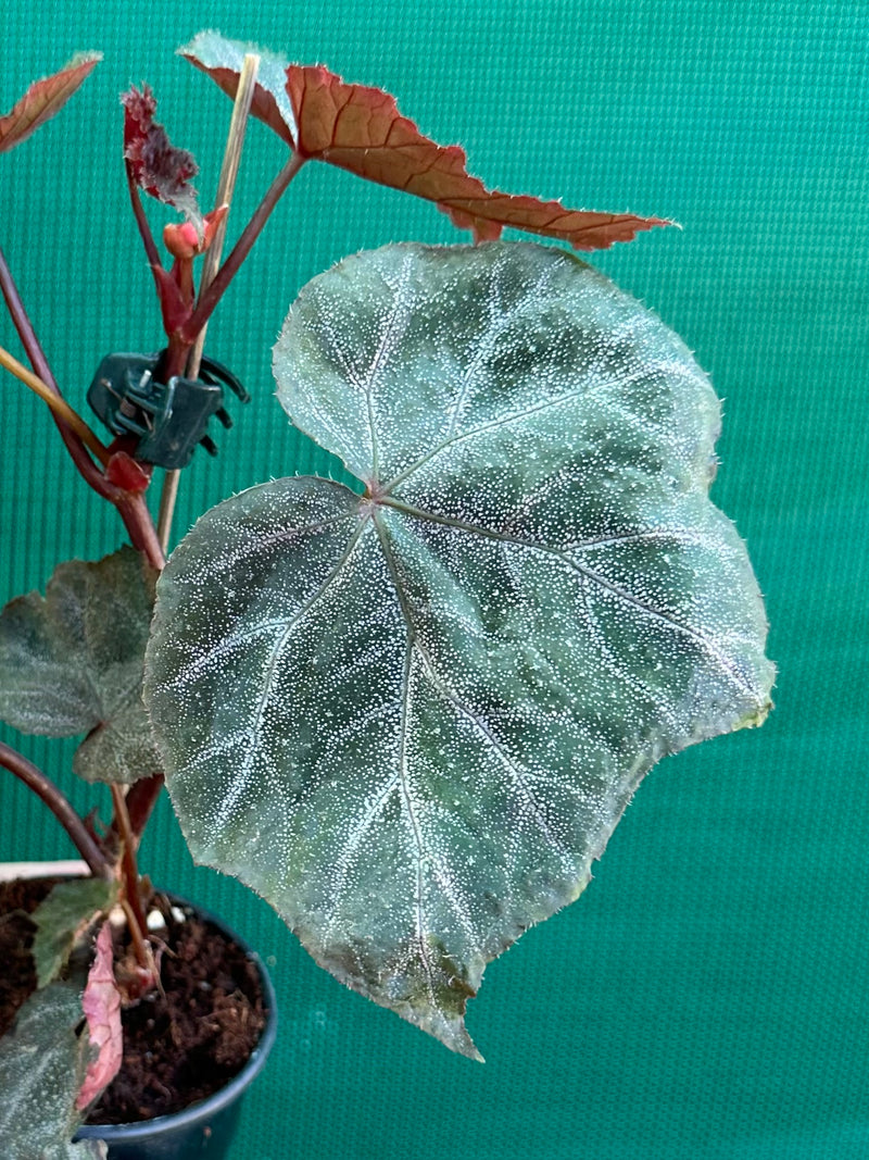 Begonia ‘Robyn’ NEW