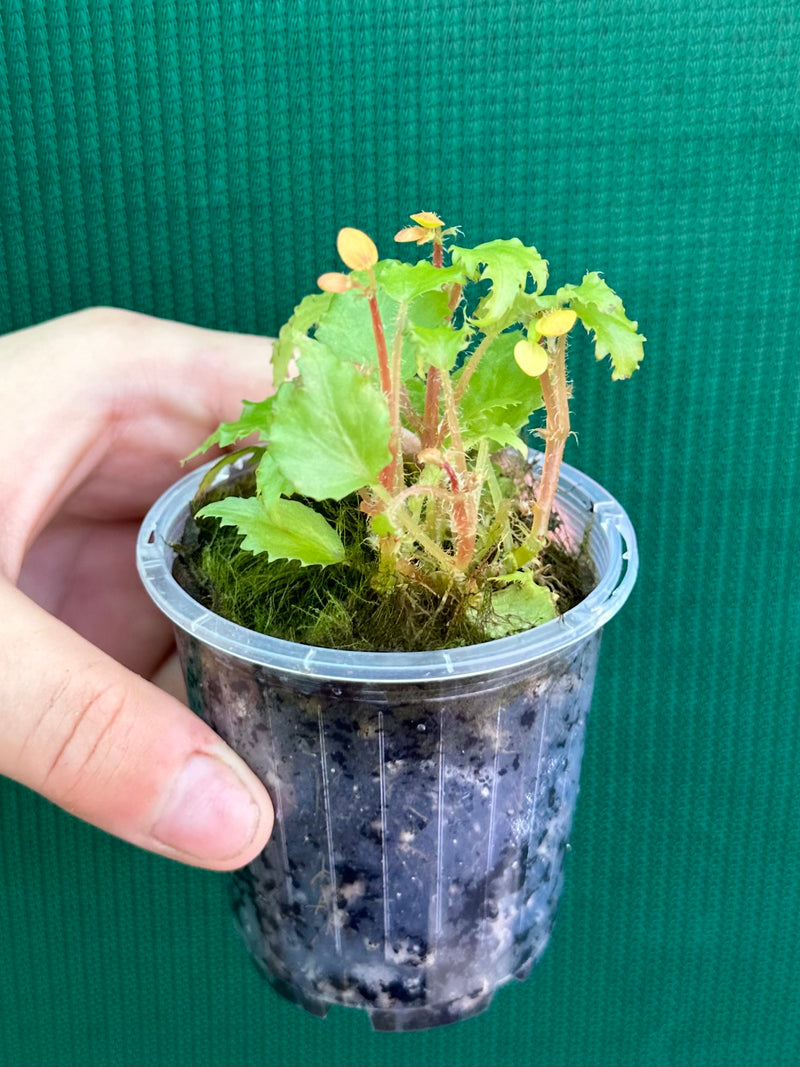 Begonia prismatorcarpa