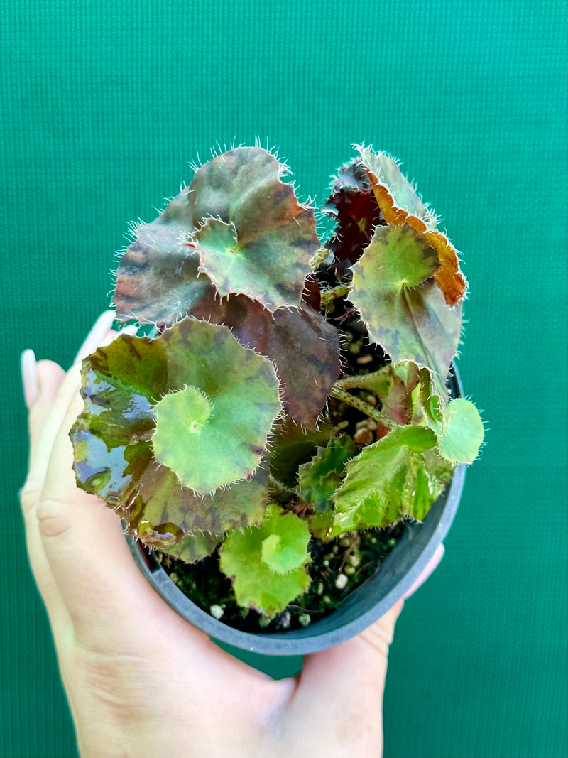 Begonia ‘Copper Crinkle’