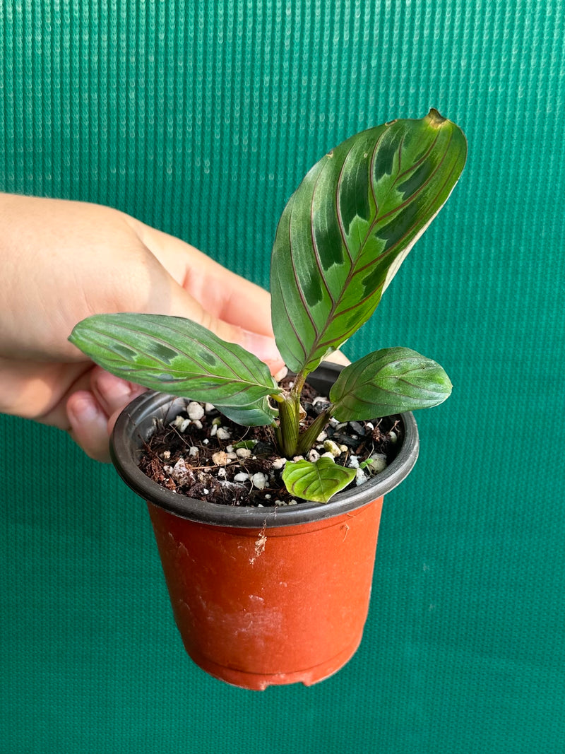 Maranta Leuconeura