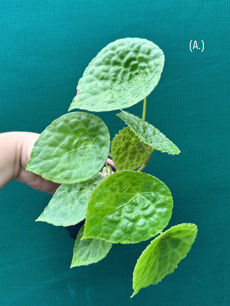 Begonia natunaensis NEW