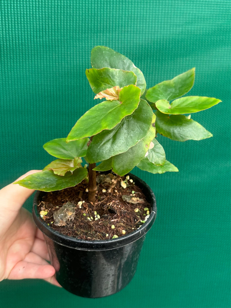 Begonia ‘Kathleen Myer’