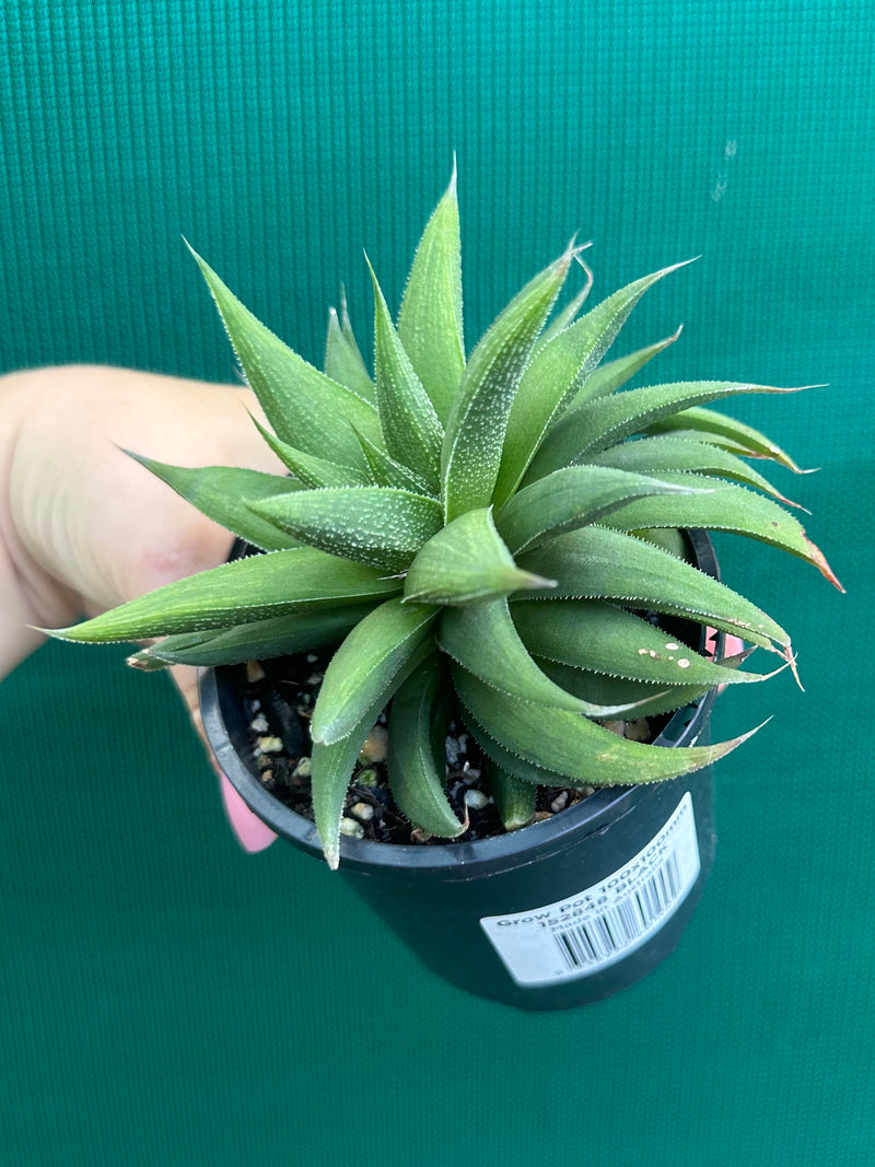 Haworthia Hybrid CV ‘Sandpaper’