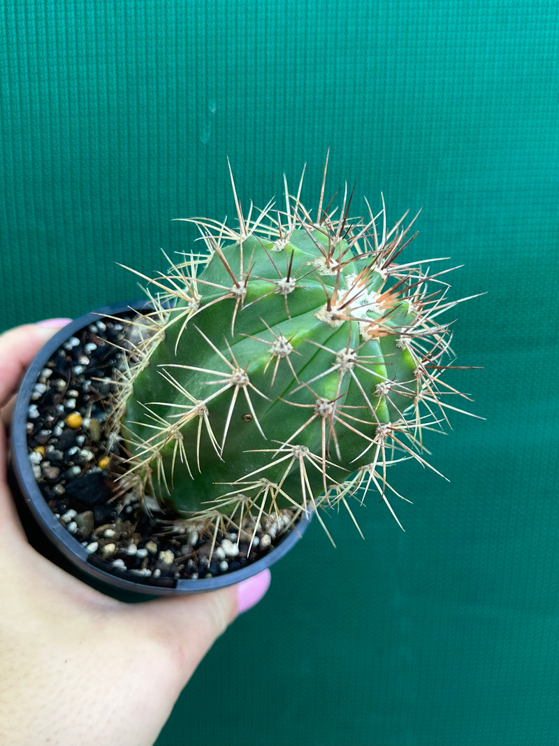 Melocactus Azureus