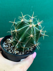 Ferocactus herrerae