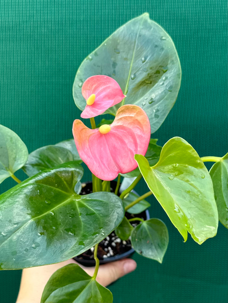 Anthurium NOID 3 NEW