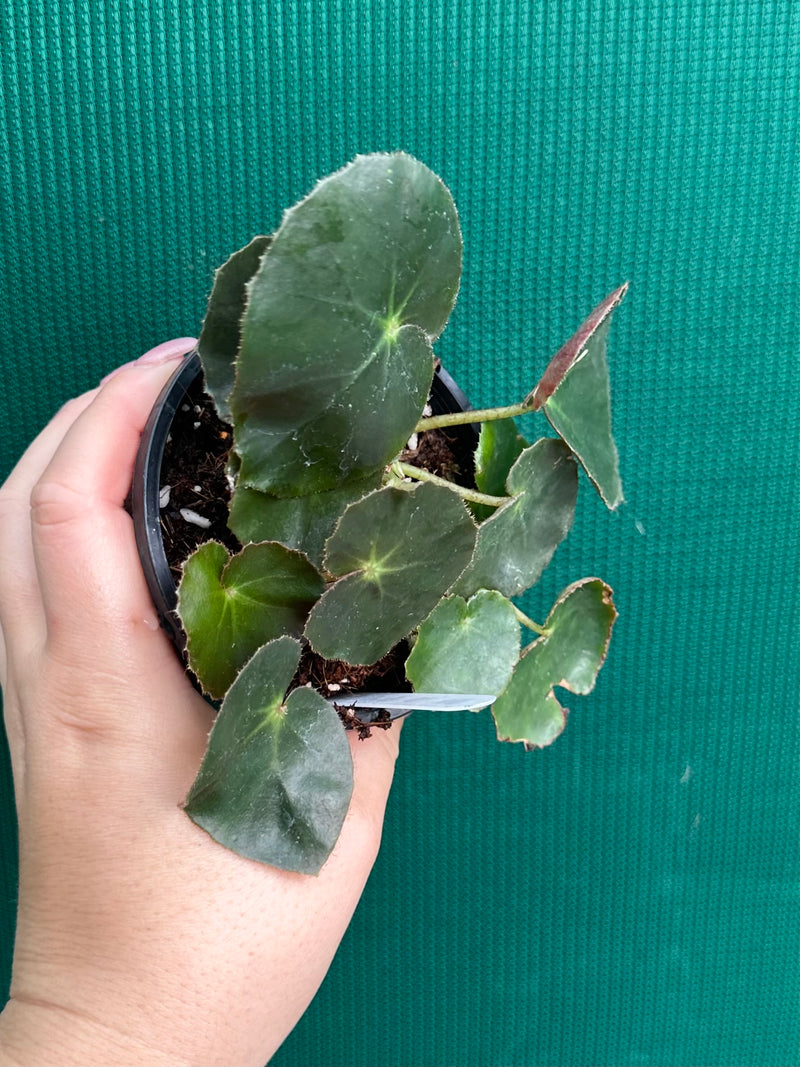 Begonia ‘Beefsteak’