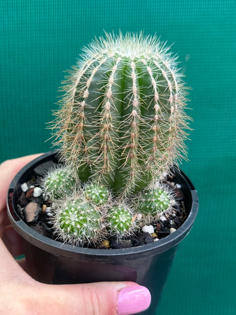 Notocactus magnificus