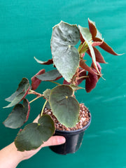 Begonia ubrici (species)