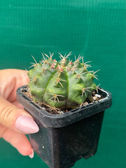 Glymnocalycium